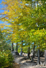 Tree line with yellow-green leaves