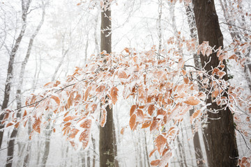 Frozen beech tree branch with orange leaves covered in late autumn snow. Foggy forest in background. Weather and changing seasons concept