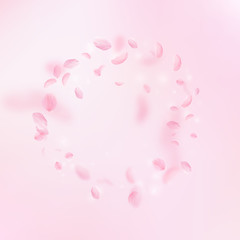 Sakura petals falling down. Romantic pink flowers 