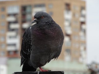 dove