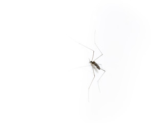 Mosquito Long Legs on The Toilet