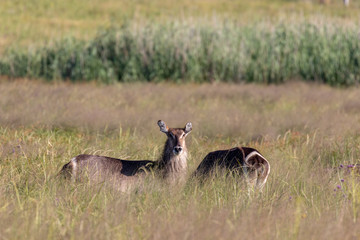 Waterbuck in a grassland