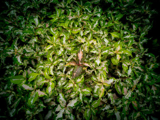 Gold Leaves Growing on The Ground