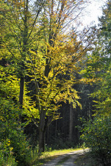 A gravel road in autumn forest