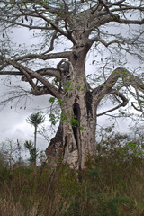 Fototapeta na wymiar View of baobab agaist cloudy grey sky, Bengo, Angola