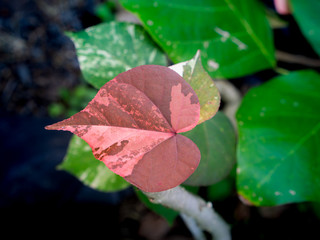 Red Bodhi Tree Leaf Growing