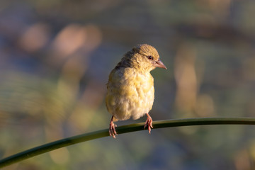 Small cute bird on twig