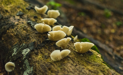 Beautiful pink mushroom growing on wet forest floor after the rain