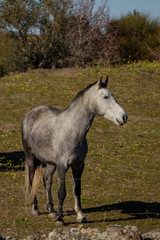 Obraz na płótnie Canvas Gray horse stand proudly in a field in Spain