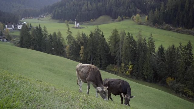 Cows graze in the grass in a Val de Funes Valley, Dolomites, Italy. The church of St. Mary Magdalene and bell tower in a mountain valley.
