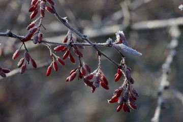 red berries in winter