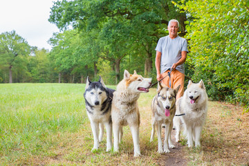 Man walks with group of husky dogs in nature