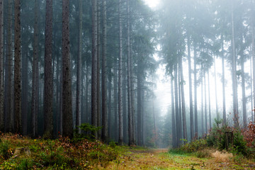 Forest in fog, autumn in a forest of the Czech Republic.