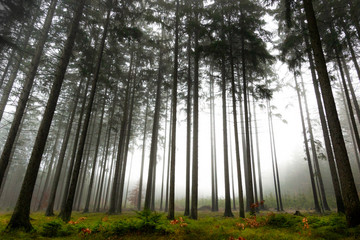 Forest in fog, autumn in a forest of the Czech Republic.