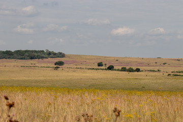 Fototapeta na wymiar Landscape with grass field and blue sky