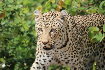Female leopard in Kruger National Park South Africa