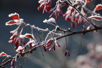 red berries in winter