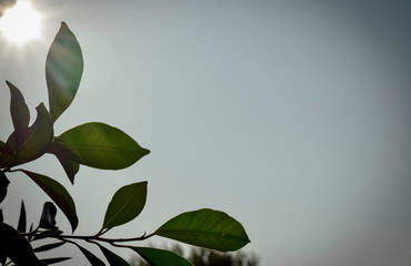 Sunlight on a garden