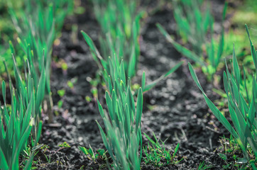 Garden bed with young sprouted edible greens