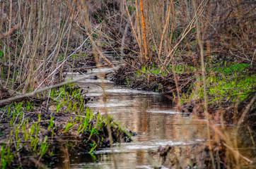 Fototapeta na wymiar Spring forest stream among trees