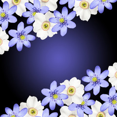 Beautiful floral background of white daffodils and liverwort 