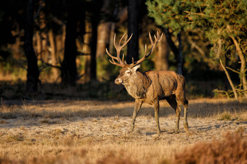 Red Deer stag in the rutting season in National Park Hoge Veluwe in the Netherlands