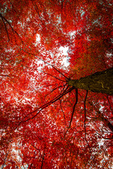 Roter Herbstbaum 