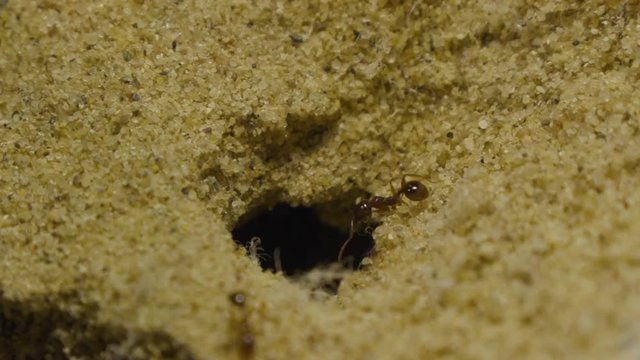Ants in formicarium running around.	