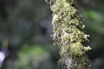 Doi Inthanon National Park, Thailand