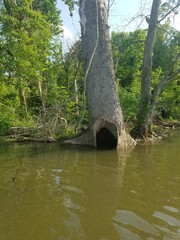 Fototapeta na wymiar tree in water