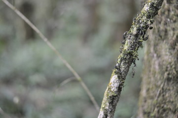 Doi Inthanon National Park, Thailand