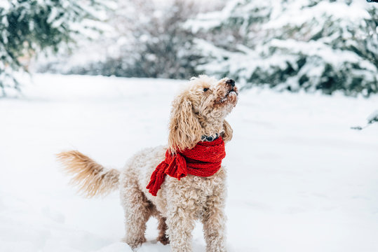 Cute and funny little dog with red scarf playing and jumping in the snow.
