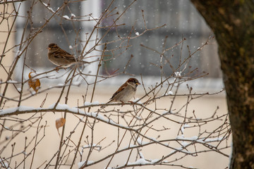 Birds rest on the branch