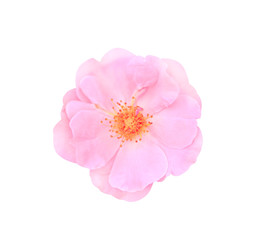 Top view pink rose flower  blooming isolated on white background with clipping path