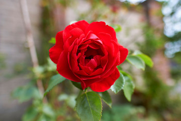 Rosenbl&uuml;te in einer Makroaufnahme mit sanften Bokeh