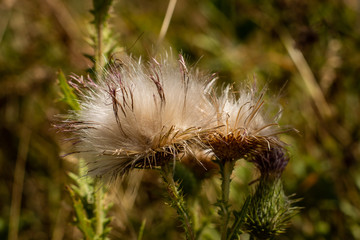 Thistle during fall