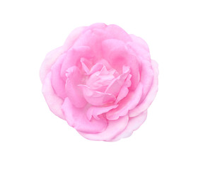 Top view pink rose flower  blooming isolated on white background