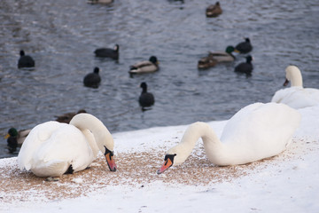 łabędzie dokarmiane zimą © qrrr