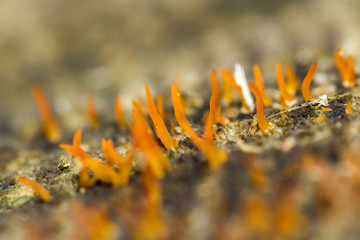Small Stagshorn (Calocera cornea_