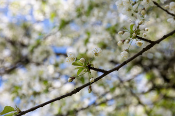 Blooming tree in spring