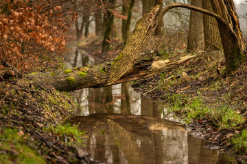 River flowing under branch