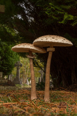 Parasol (Macrolepiota procera)