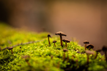 Moss covered with mushrooms