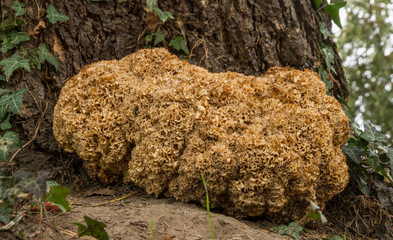  Cauliflower Fungus (Sparassis crispa)