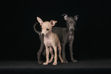 Two italian greyhound puppy in the studio © anya_titanya
