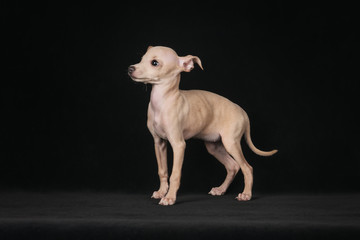 Italian greyhound puppy standing in the studio