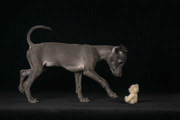 Fototapeta na wymiar Italian greyhound puppy with a teddy bear in the studio