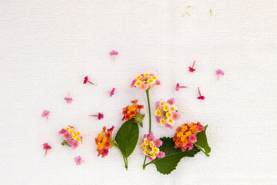 Lantana camara on light background