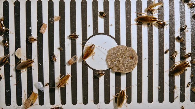 small cockroaches struggling on a catcher close up 