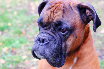 Fototapeta premium Muzzle dogs breed bulldog. Close-up of the dog looking into the distance.